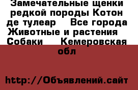 Замечательные щенки редкой породы Котон де тулеар  - Все города Животные и растения » Собаки   . Кемеровская обл.